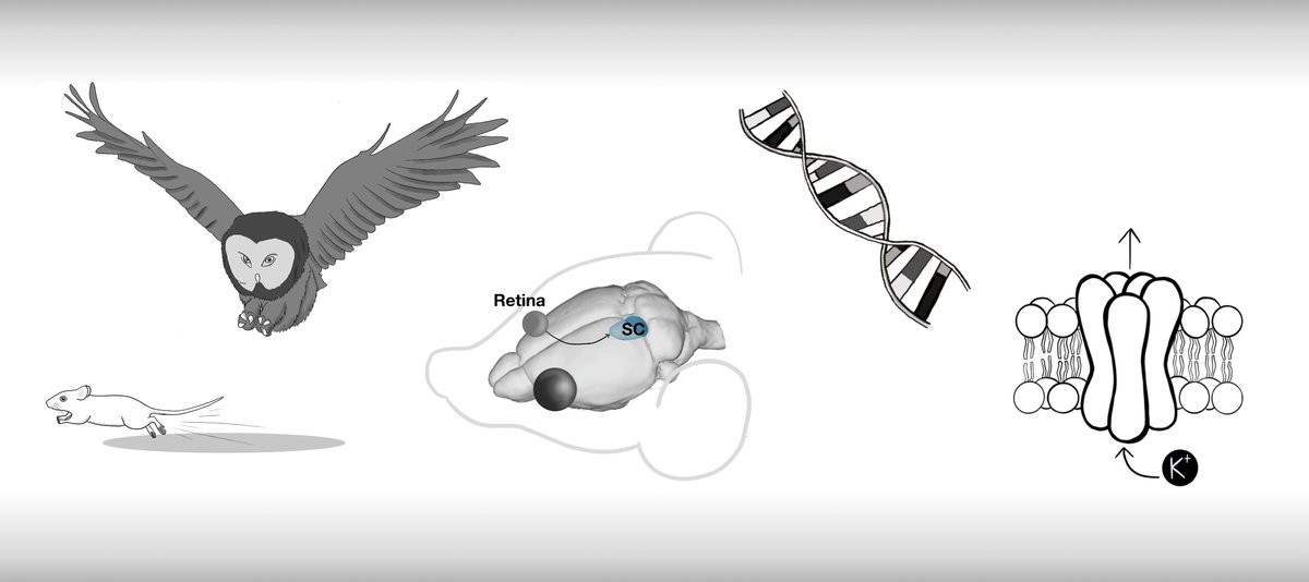 Schematic of the thesis: an owl striking at a fleeing mouse, the retina-to-superior-colliculus pathway in a mouse brain, a DNA helix, and a potassium channel.