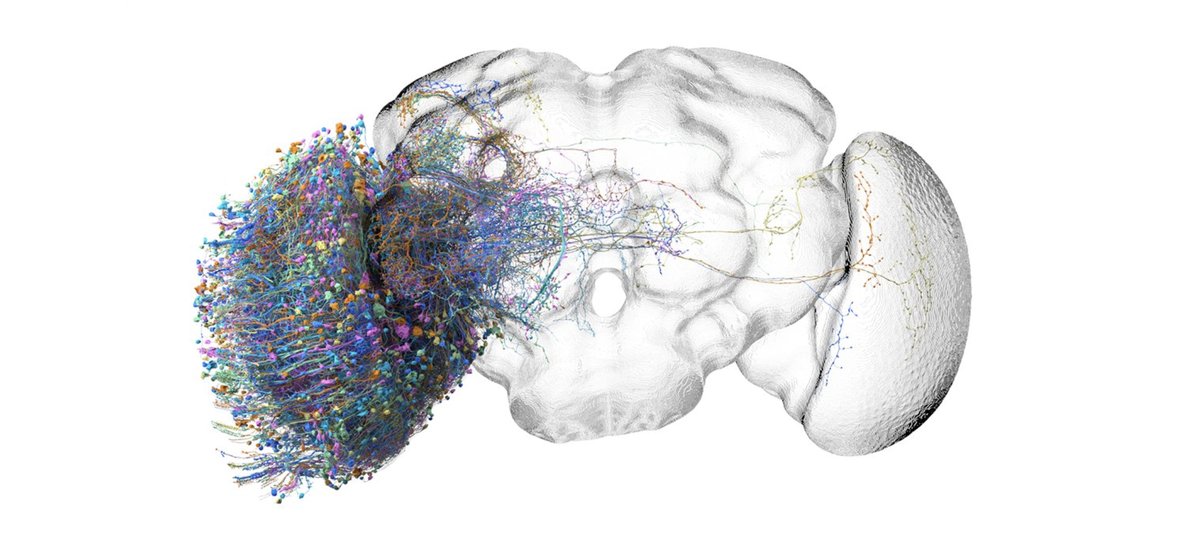 3D rendering of Drosophila optic lobe neurons.