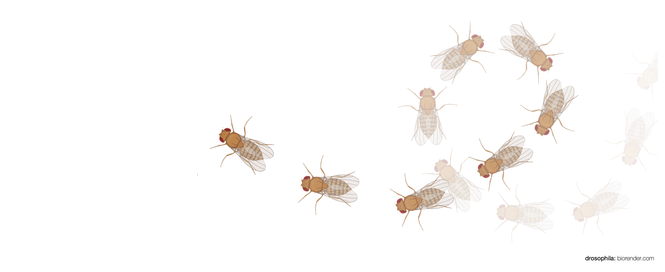 Illustration of a loose group of fruit flies walking in the same direction.