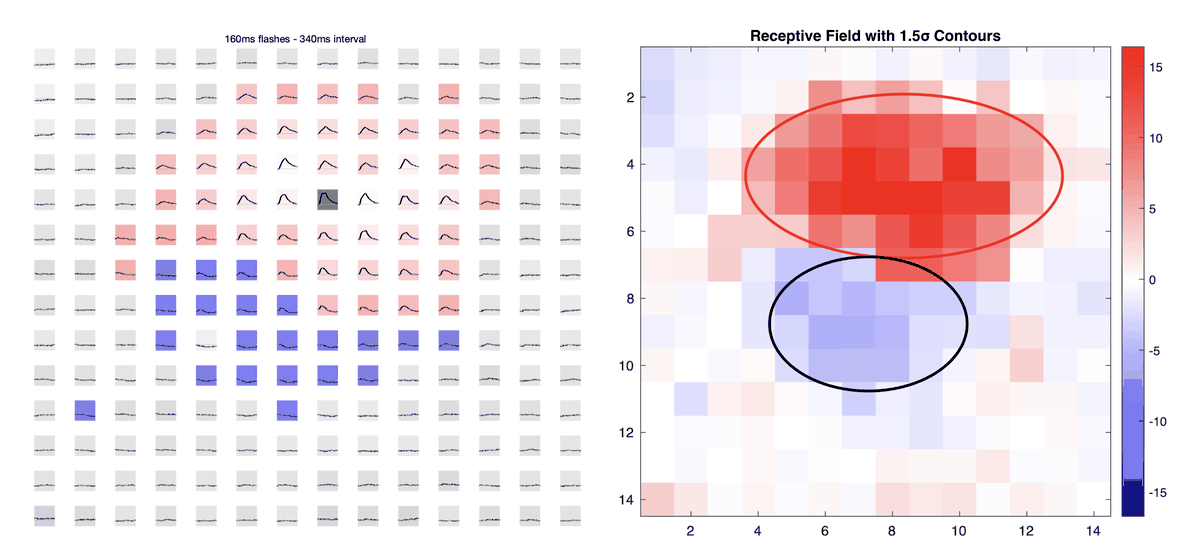 Data visualisations of a single cell's response to flashes at different locations in space.